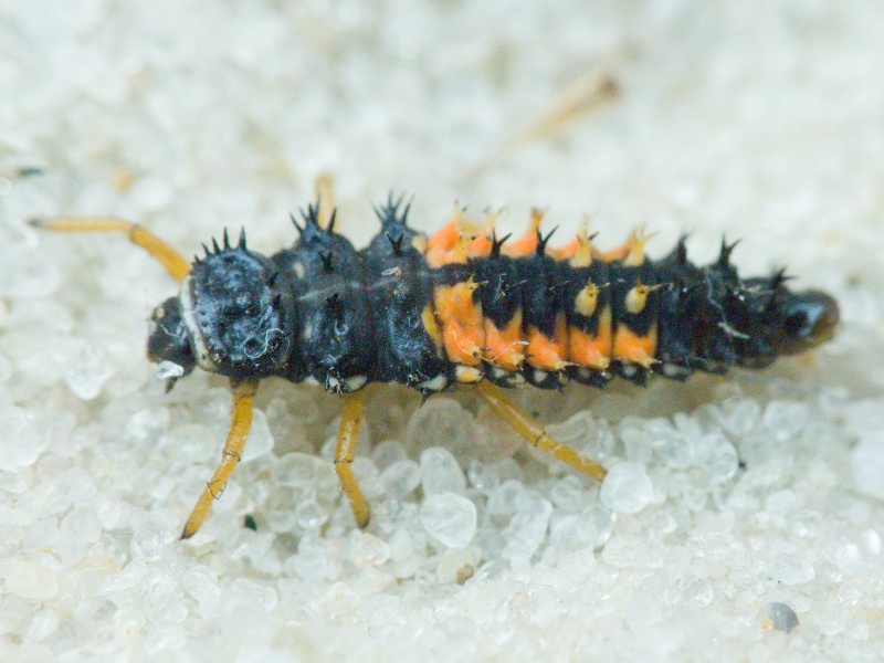 Harmonia axyridis (Pallas, 1773)